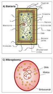 1. Irudia: A-C) Organismo prokarioto mota desberdinen egitura. DNA ingurutzen duen mintzarik ez dagoela gunean ikus daiteke. B-n fotosintesia gertatzen den tilakoidea azaltzen da, eta C-n zelula paretarik ez dagoela ikus daiteke.<br><br>Horregatik, zenbait egileren ustez mikroplasmak monera erreinuaren azpimultzoa dira.<br><br>